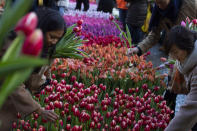 Scores of people pick free tulips on Dam Square in front of the Royal Palace in Amsterdam, Netherlands, Saturday, Jan. 18, 2020, on national tulip day which marks the opening of the 2020 tulip season. (AP Photo/Peter Dejong)