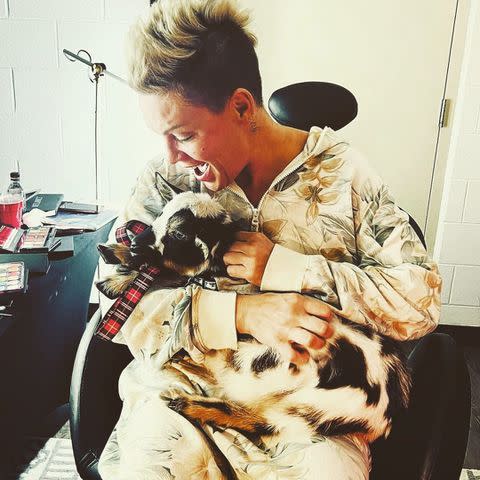 <p>Pink/Instagram</p> Pink holds a baby goat in a new Instagram photo.