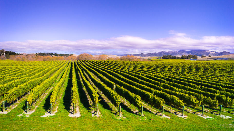 Marlborough, New Zealand. Photo: Getty Images