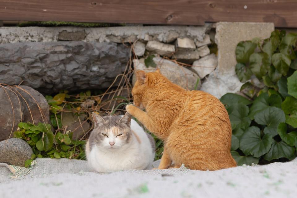 A cat appears to whisper to another cat