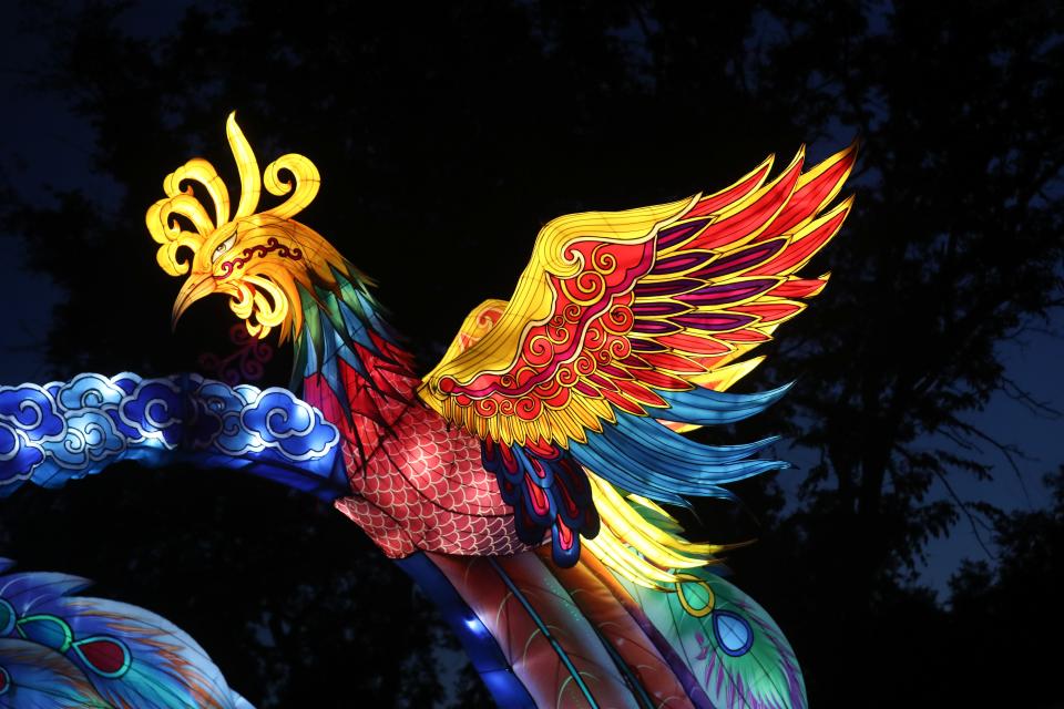 The Phoenix lanterns bring a splash of color at the Louisville Zoo for their 2024 Wild Lights display.
May 9, 2024