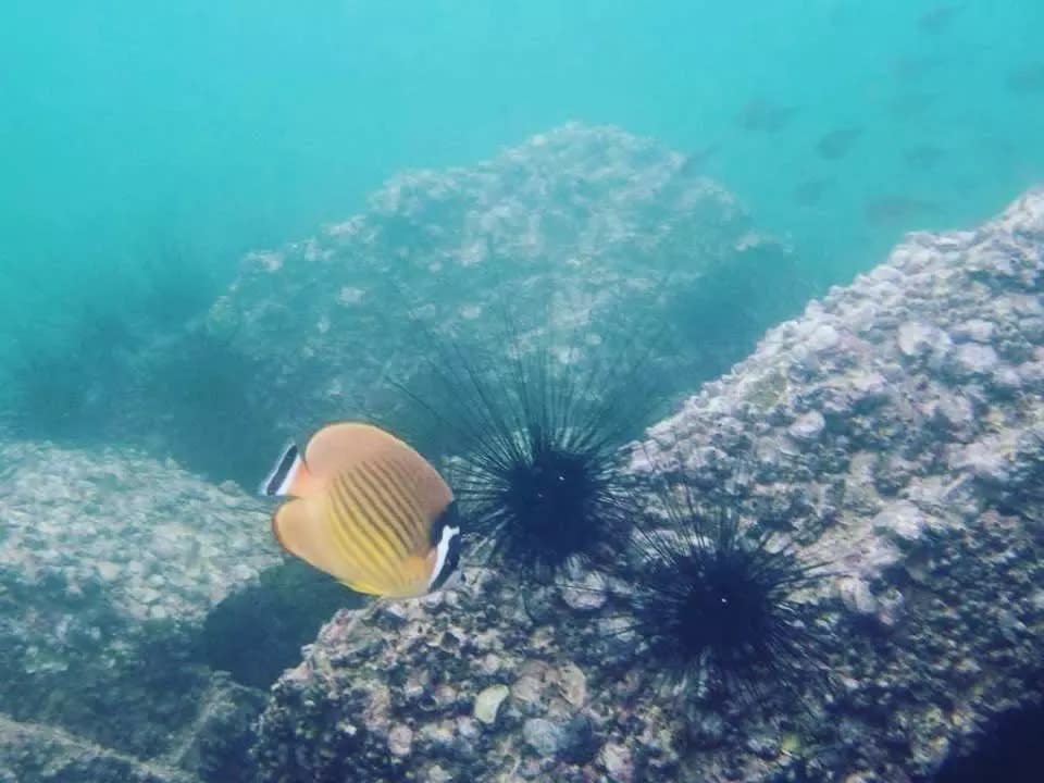 浮潛課程│香港5個浮潛體驗勝地推介！新手入門零裝備都玩得 最低價$185起