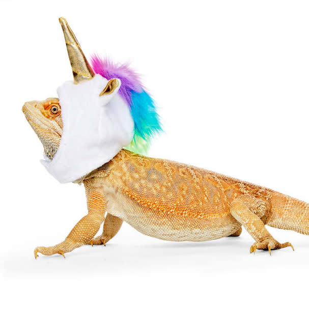 Dressing Your Guinea Pig or Bearded Dragon for Spooky Season