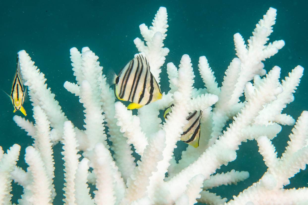 Bleached Coral and Butterflyfish Sirachai Arunrugstichai/Getty Images
