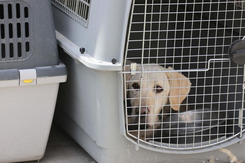 <p>En total son tres decenas de perros, de los cuales la mitad de ellos se encontraban en el área controlada por las fuerzas estadounidenses. El resto estaban en zonas de los policías afganos. (Photo by KARIM SAHIB/AFP via Getty Images)</p> 