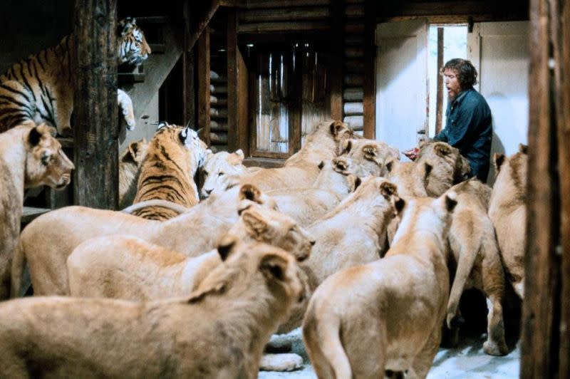 Noel Marshall -- and lots of lions and tigers -- in "Roar." (Alamo Drafthouse)