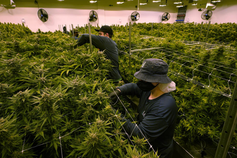 FILE workers trim cannibis plants that are close to harvest in a grow room at the Greenleaf Medical Cannabis facility in Richmond, Va., Thursday, June 17, 2021. Republican lawmakers in Virginia who opposed legalizing simple possession of marijuana say they don't want to scrap the law, but they do want to make significant changes. (AP Photo/Steve Helber/FILE)