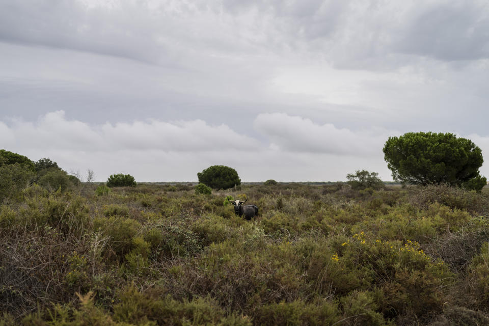 A bull grazes in Doñana natural park, southwest Spain, Wednesday, Oct. 19, 2022. Farming and tourism had already drained the aquifer feeding Doñana. Then climate change hit Spain with record-high temperatures and a prolonged drought this year. (AP Photo/Bernat Armangue)