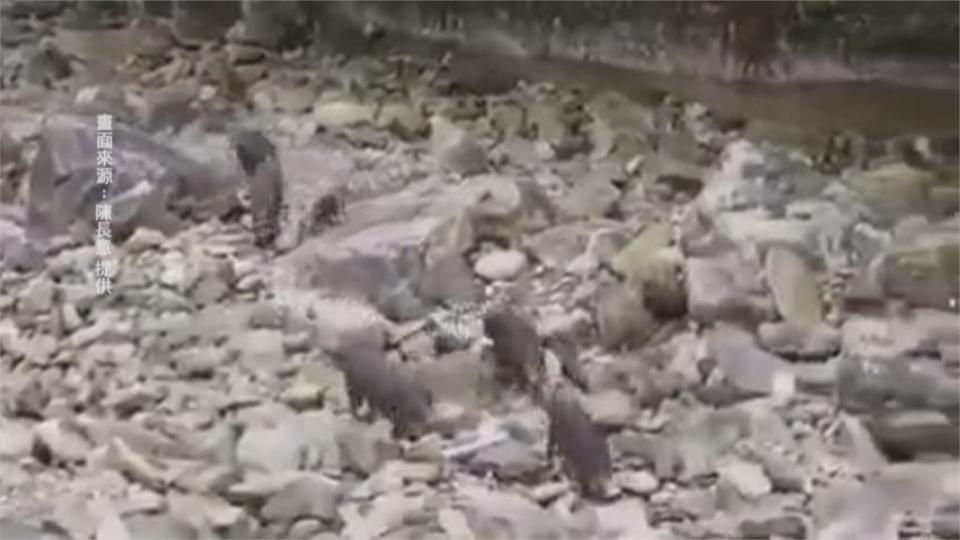 野溪乾涸... 野豬家族出山找水 衝河道萌跑