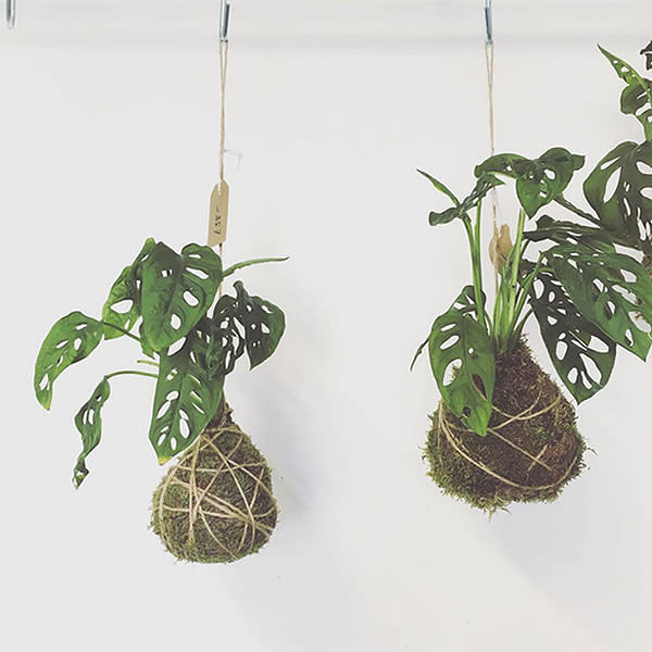 <p>Si te gustan las plantas naturales, la Monstera deliciosa, es ideal ya que requiere mucha luz, pero no sol directo. Una forma muy original de tenerla es colgando, sin maceta, como lo muestra la cuenta Studio Frond. Foto: <a rel="nofollow noopener" href="https://www.instagram.com/p/BXNf8_GDWKg/" target="_blank" data-ylk="slk:instagram.com/studio_frond;elm:context_link;itc:0;sec:content-canvas" class="link "><em>instagram.com/studio_frond</em></a> </p>