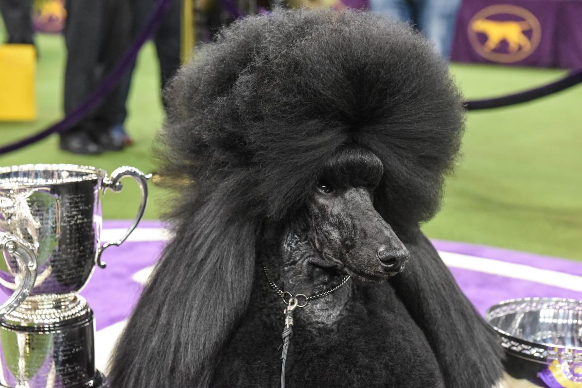 The Grooming and Diet Secrets of the Fancy Poodle That Won the