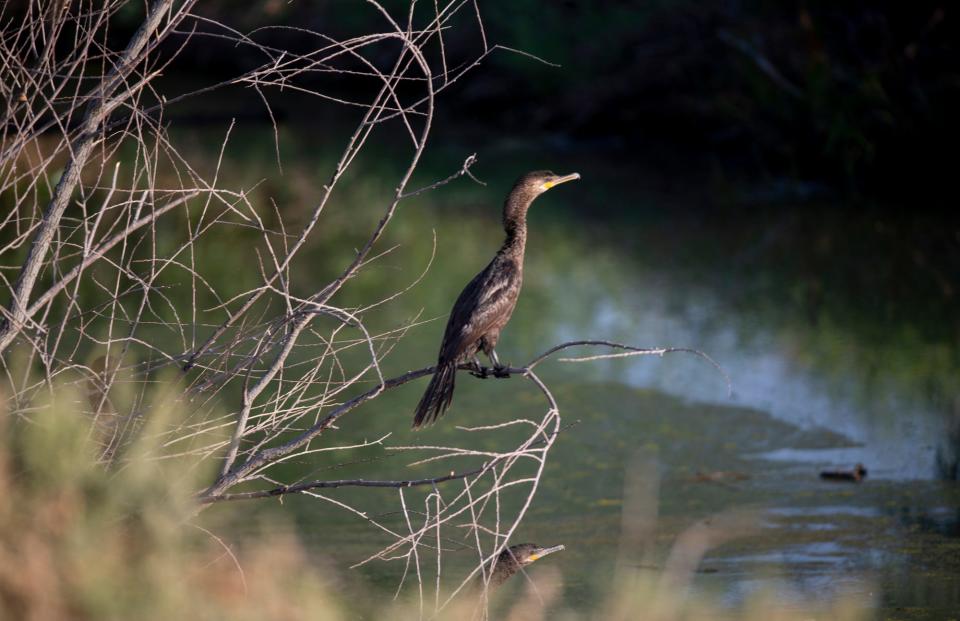 A Newtropic conmorant rest on a branch on the bank of the Rio Del Bosque on an early morning in July 2022.