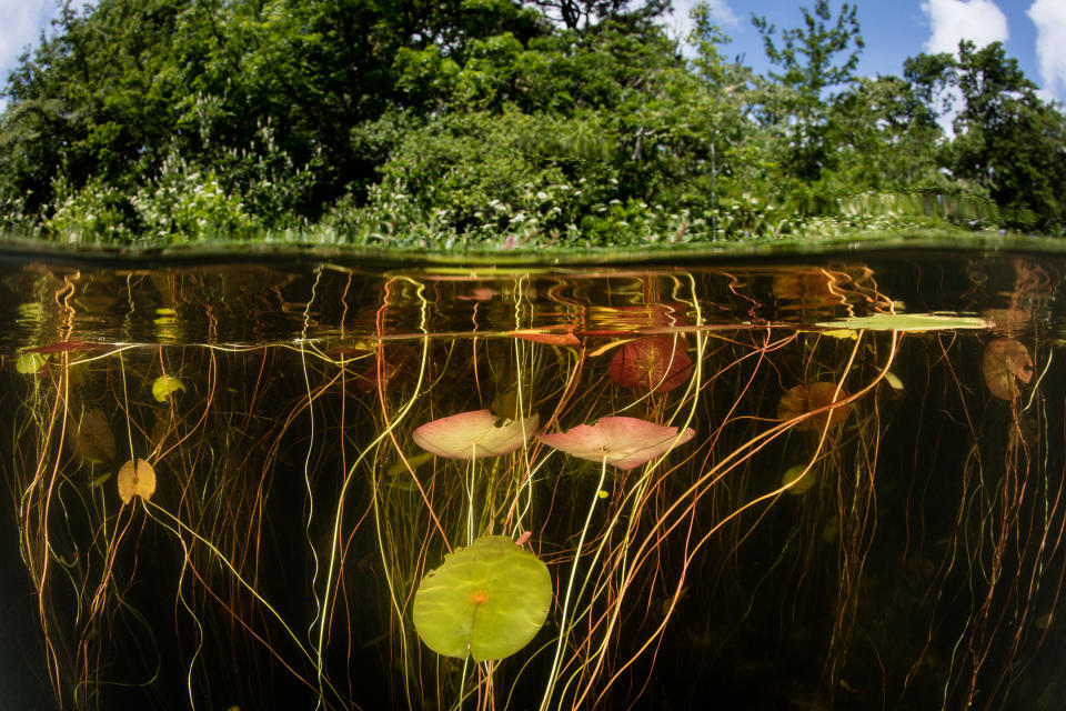 Lily pads, which house many species, grow on the edge of a freshwater lake in Cape Cod, Massachusetts.  (Velvetfish via Getty Images)