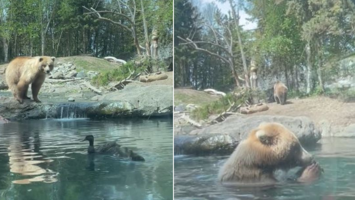 <div>A group of visitors at Seattle's Woodland Park Zoo witnessed a brown bear scarfing down several ducklings on April 23, 2024.</div> <strong>(Storyful)</strong>
