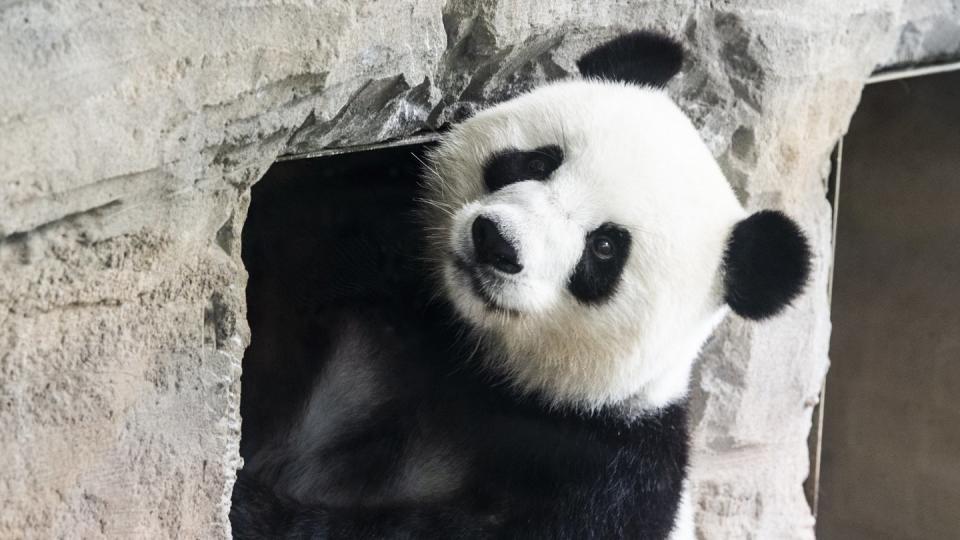 Schwanger oder nicht? Panda-Dama Meng Meng im Berliner Zoo. Foto: Paul Zinken