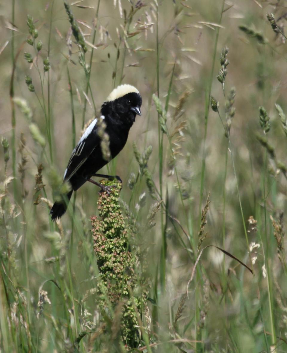 Bobolinks are birds often found in prairies.