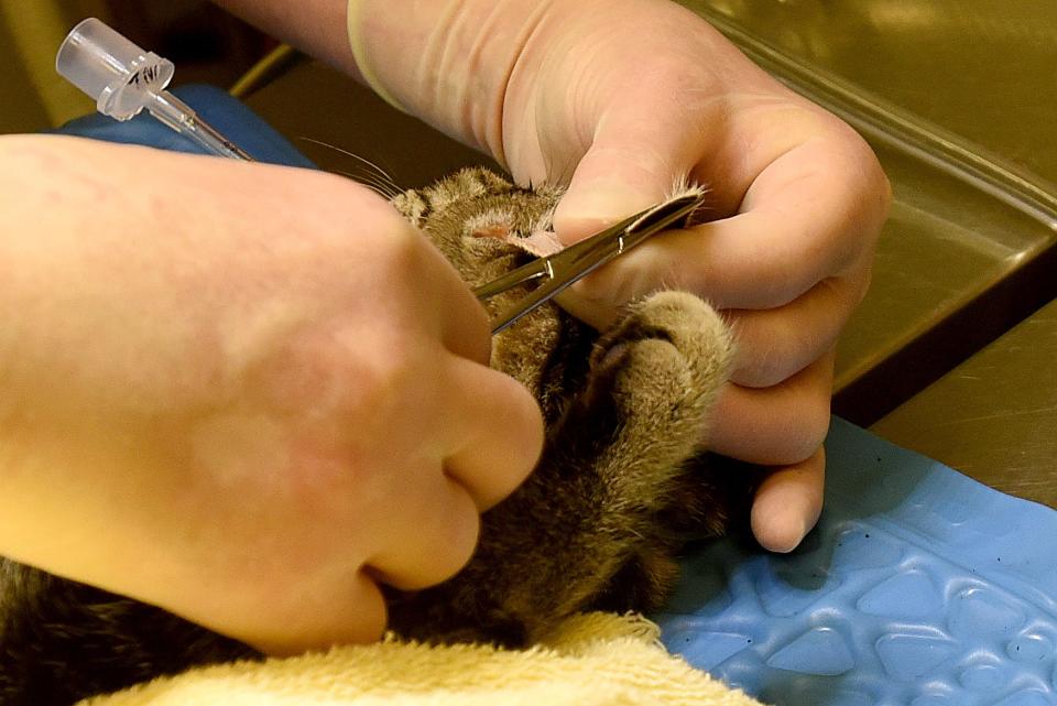 Veterinarian Dr. Joanna Reen docks a cats ear to signal it has been spayed or neutered during a Licking County Trap Neuter Release clinic on Sunday, Nov. 21, 2021 at Refugee Canyon Veterinary Services.