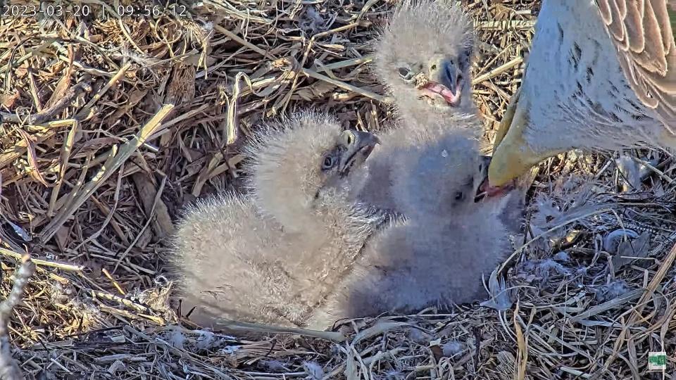 Three eaglets born to Rosa and Martin the bald eagles are fed on March 20, 2023.