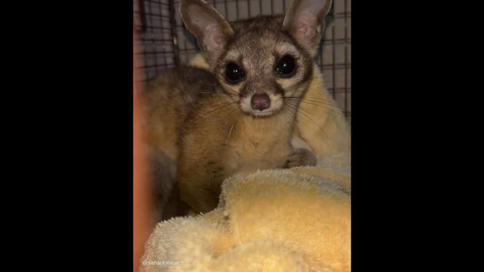 After being captured, the ringtail received treatment for its injuries and was handed off to a wildlife rehabilitation group.