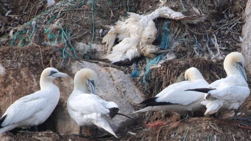 Gannets on Rouzic Island off the coast of Perros-Guirec, in Brittany, western France