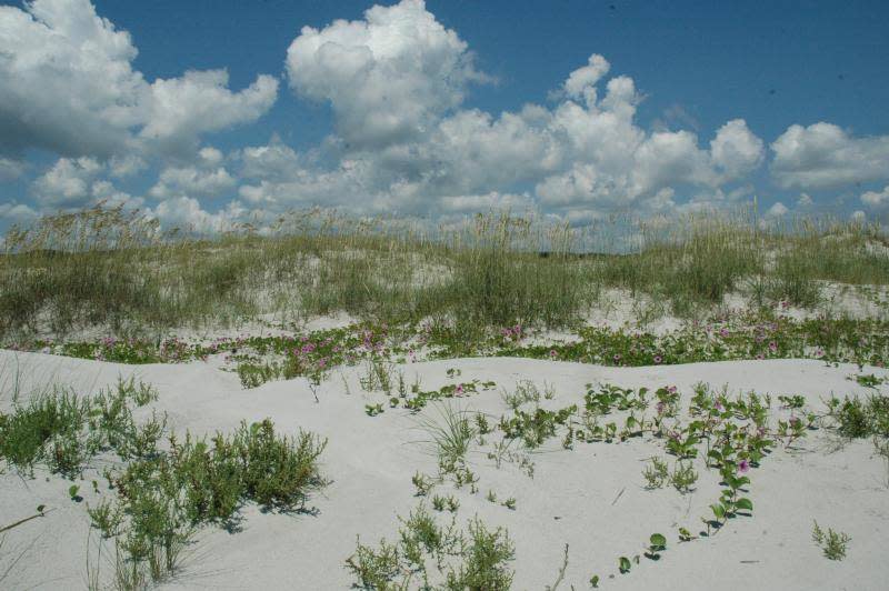 Railroad vines on Cumberland Island sand dunes. (Courtesy of the National Park Service)
