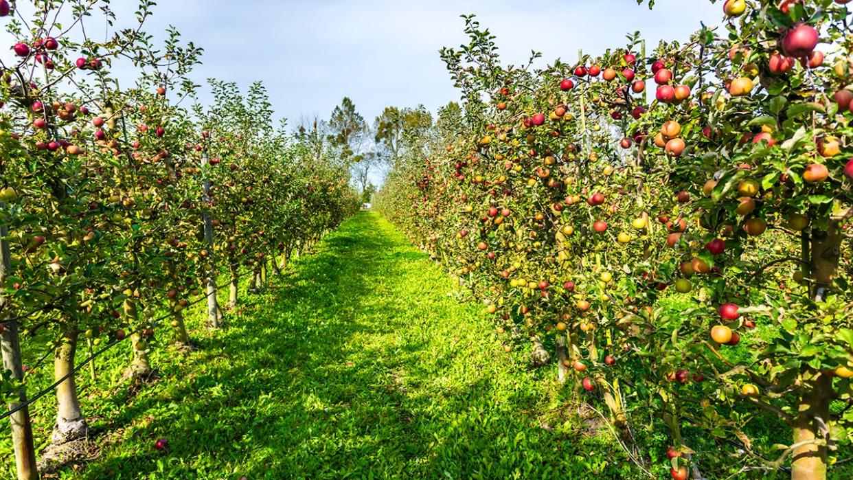 apple orchard