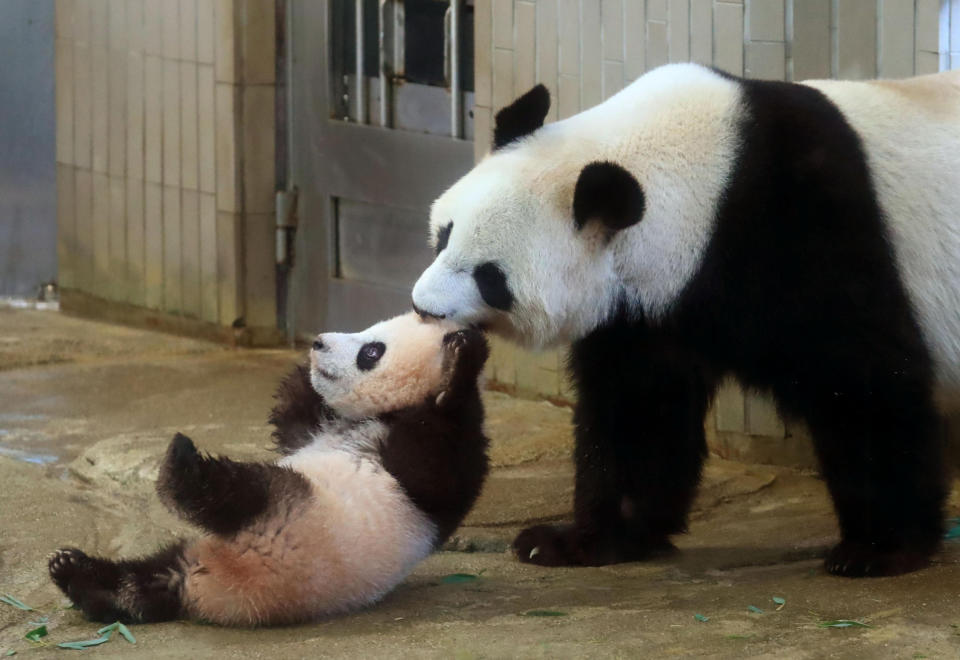 <p>Giant panda cub Xiang Xiang, left, is pulled by her mother, Shin Shin, at Ueno Zoo in Tokyo, Dec. 19, 2017. (Photo: Kyodo News/AP) </p>