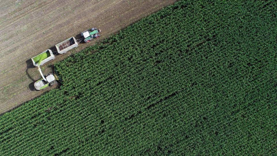 Auf einem Feld von einem Landwirtschaftsbetrieb in Brandenburg wird Mais für eine Biogasanlage und als Futter für Kühe gehäckselt.