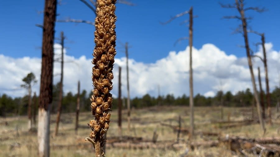 The divide between the living trees and the dead vegetation is immediately apparent of the aftermath from the Black Forest Fire.