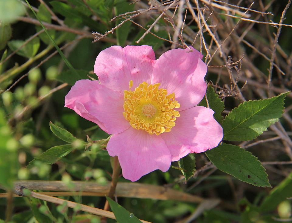 The wild prairie rose is North Dakota's state flower.