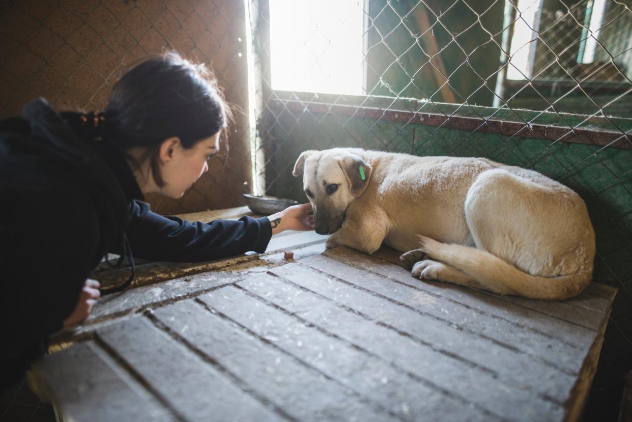 Abused Dog Rescued From Violent Home