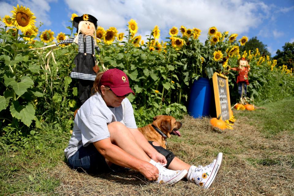 Sue Fernholz puts on her hand-painted sunflower high-top Converse in front of the maze Friday morning at Scamman Farm in Stratham, N.H.