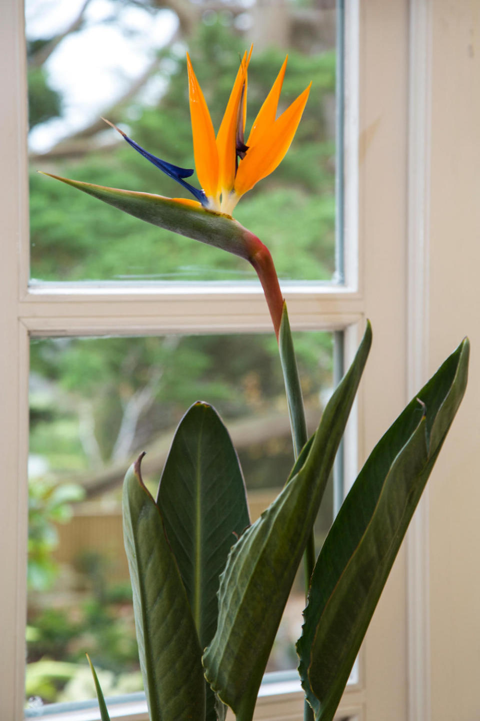 potted Bird of Paradise houseplant on a windowsill