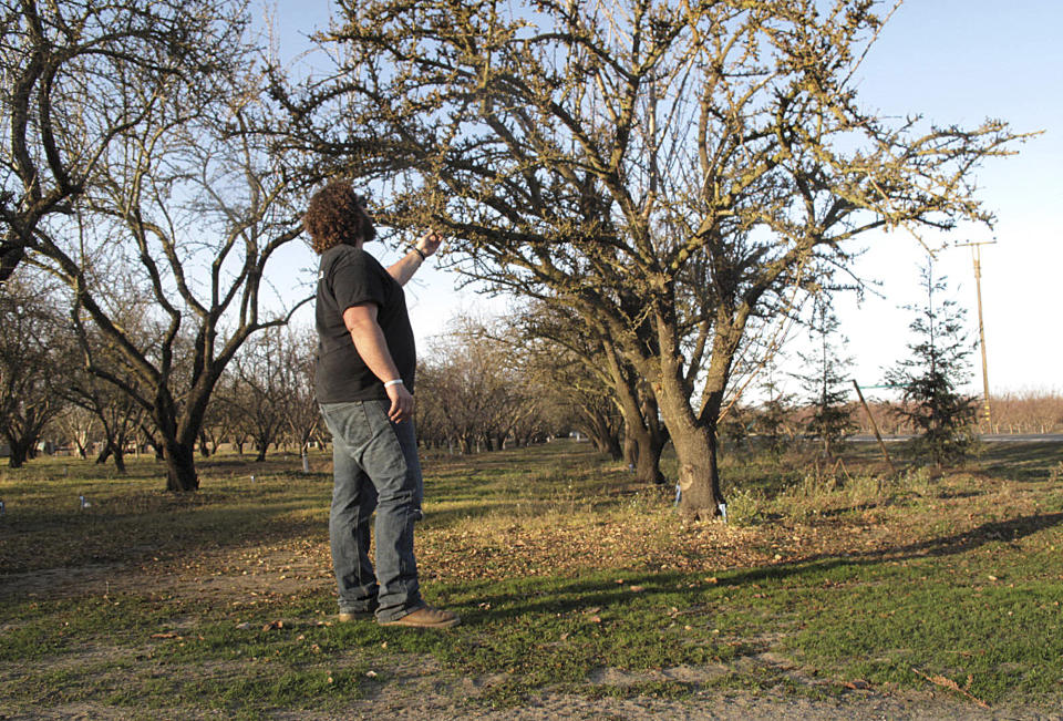 In a Thursday, Jan. 16, 2014 photo, Michael Fondse, a 27-year-old almond grower of Fondse Brothers Inc., inspects early blossom buds at his family orchard in Ripon, Calif.. A fourth-generation almond grower, Fondse’s business has had to take safeguards from theft in recent years by building fences around pump stations, installing lights and cameras. He planted a row of redwood trees along the road to create a visual barrier with the hope thieves won’t notice the orchards. (AP Photo/Scott Smith)