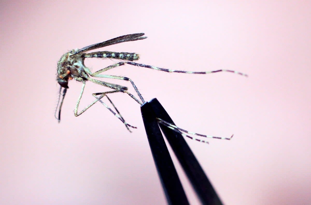 A Cattail mosquito is held up for inspection at the Maine Medical Center Research Institute in South Portland. New Hampshire saw its first case of the mosquito-borne  Eastern Equine Encephalitis this week. ((AP Photo/Pat Wellenbach, File))