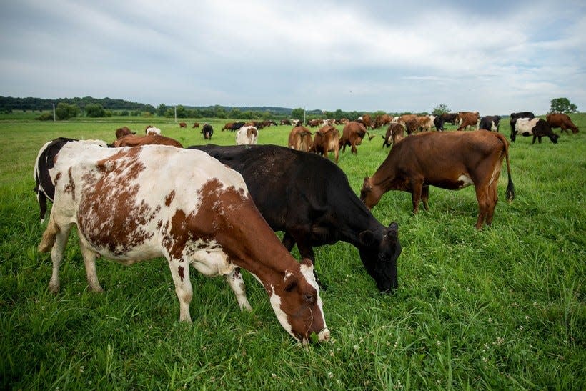 Dairy cows graze on a Wisconsin farm
Dairy cows graze at the Paris Farm in Belleville, Wisconsin in 2018.