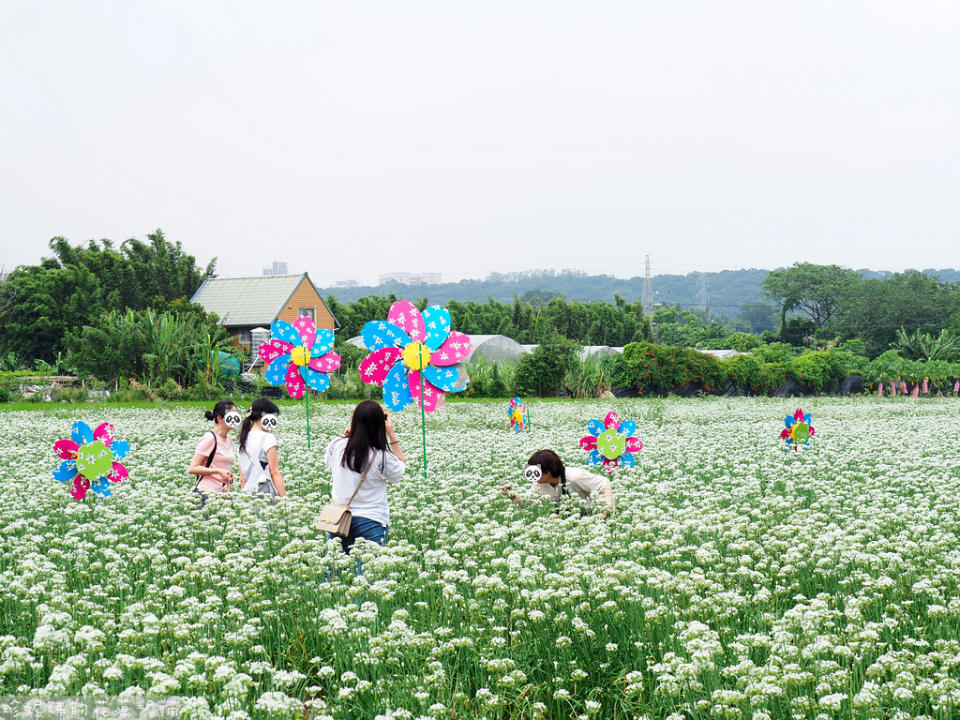 2023桃園大溪水岸韭菜花季