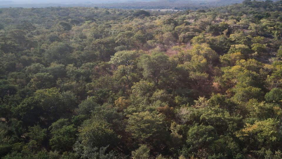 A drone photo of forest in the Mucheni conservancy in Binga, Zimbabwe -- part of the Kariba carbon offsets project. - Zinyange Auntony/AFP/Getty Images