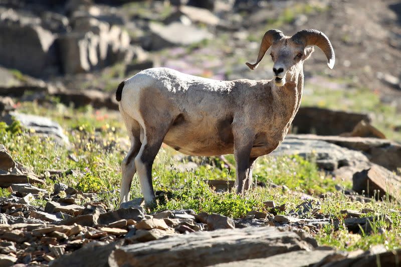 FILE PHOTO: A bighorn sheep stands atop a pile of rocks near the Highline Trail in Glacier National Park in Montana