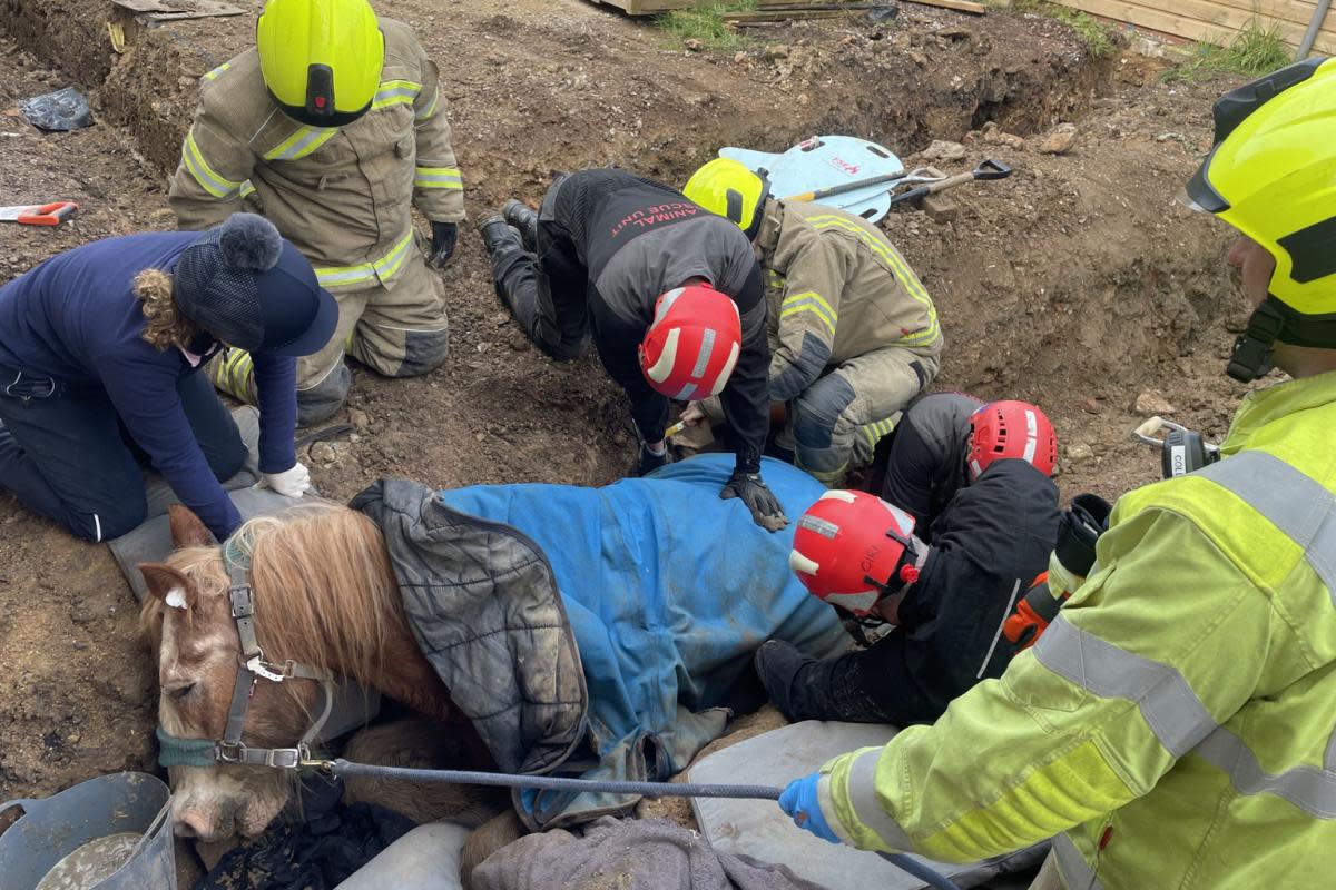 FOUR fire engines rescue trapped pony from trench in Marlow <i>(Image: Royal Berkshire Fire and Rescue)</i>