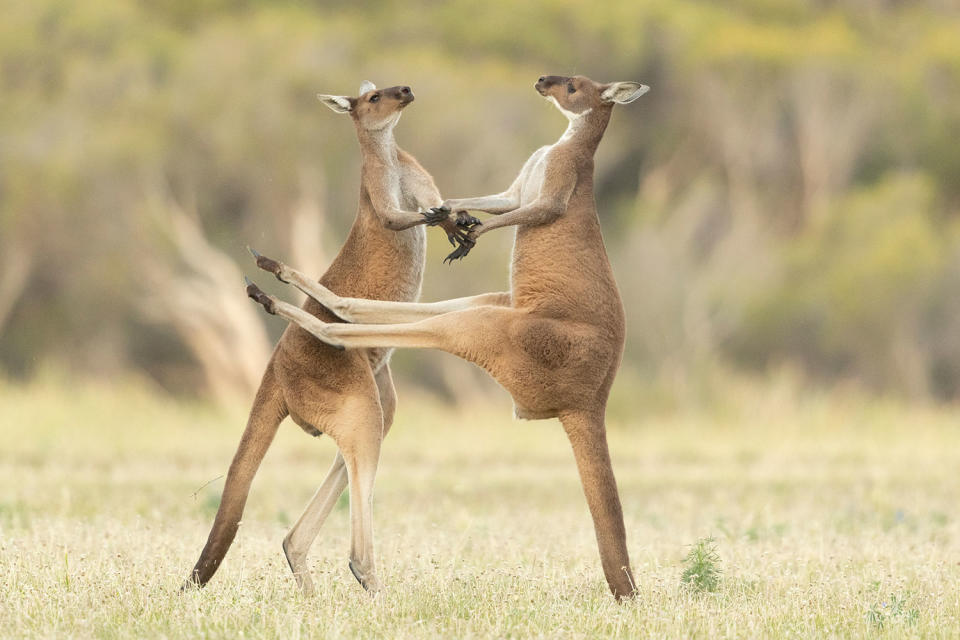 <p>"Two Western Grey Kangaroos were fighting and one missed kicking him in the stomach," Scaddan writes alongside the pic.</p>