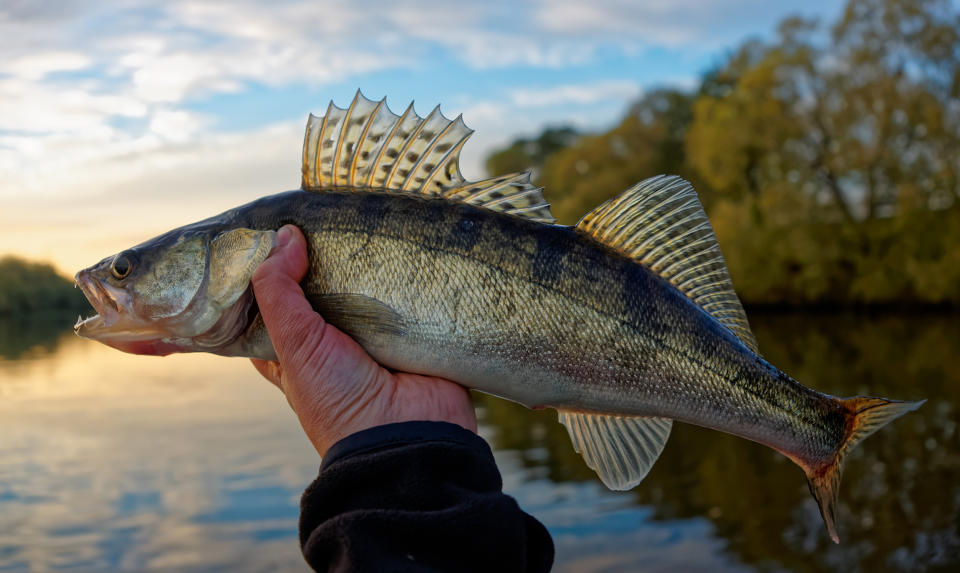 A walleye fish similar to ones caught during the Lake Erie Walleye Trail fishing competition on Sept. 30. (Kondor83 / Getty Images/iStockphoto)
