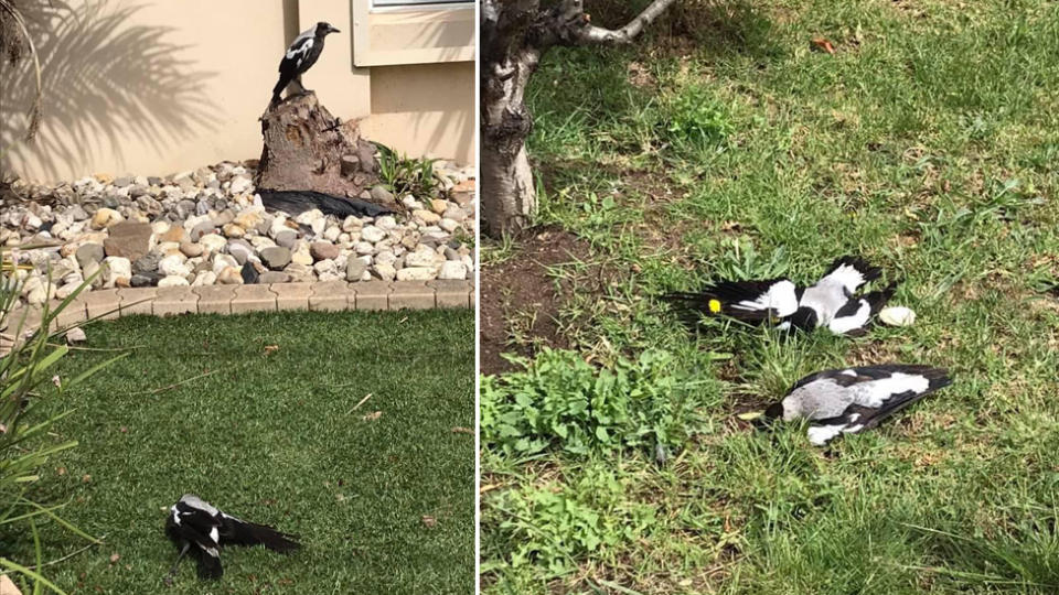 Several dead magpies found on a front lawn in Altona Meadows Melbourne