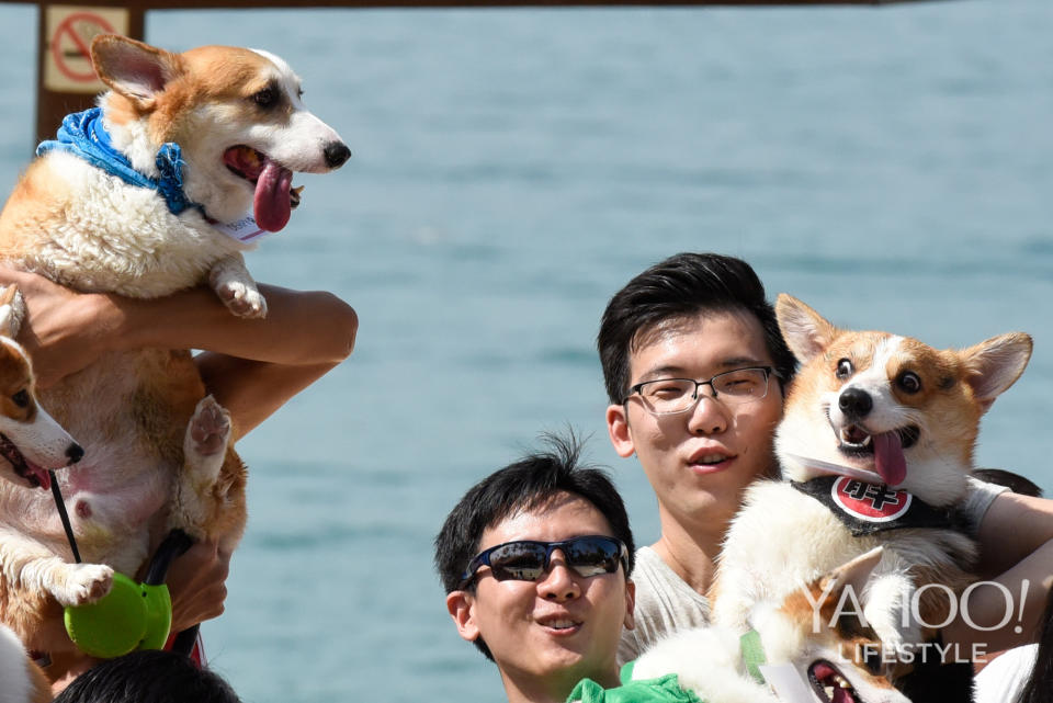 Corgi Gathering at Tanjong Beach