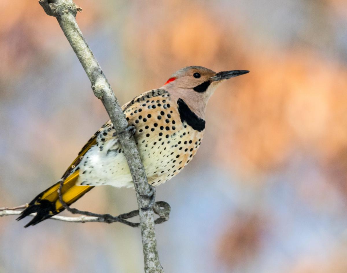 Woodpeckers in the MLB Postseason