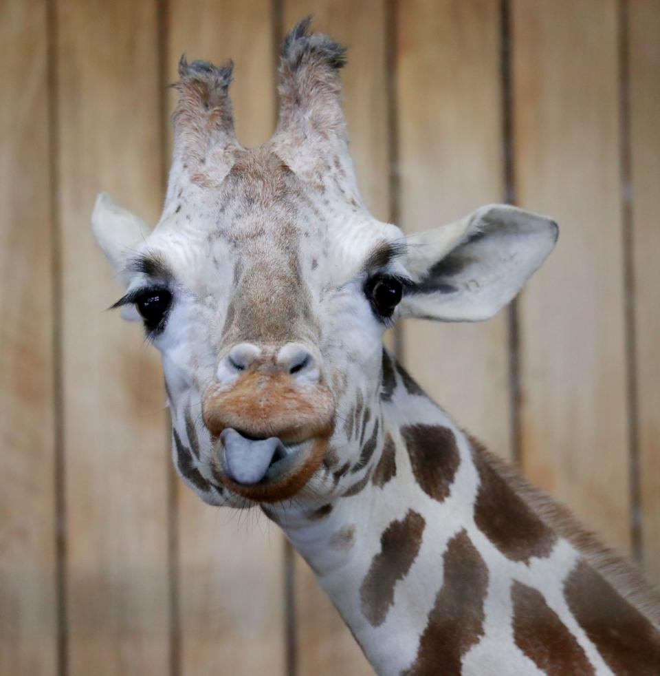 Rahna, a 30 year-old Milwaukee County Zoo giraffe, was humanely euthanized on March 29.