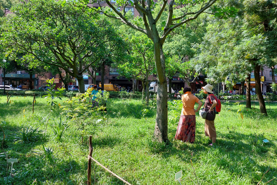 公園中的生態複層林(農業部林試所提供)。