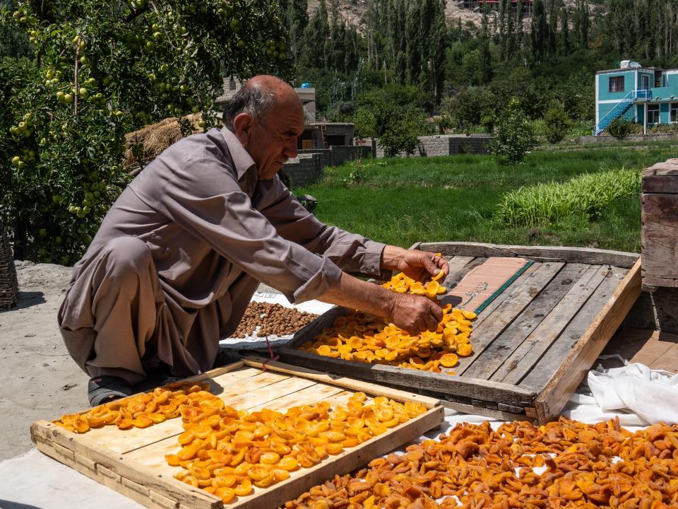 Hunza Valley local drying apricots.
