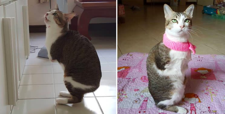 Kangaroo cat: Able gets around by bouncing on his hind legs (SWNS)