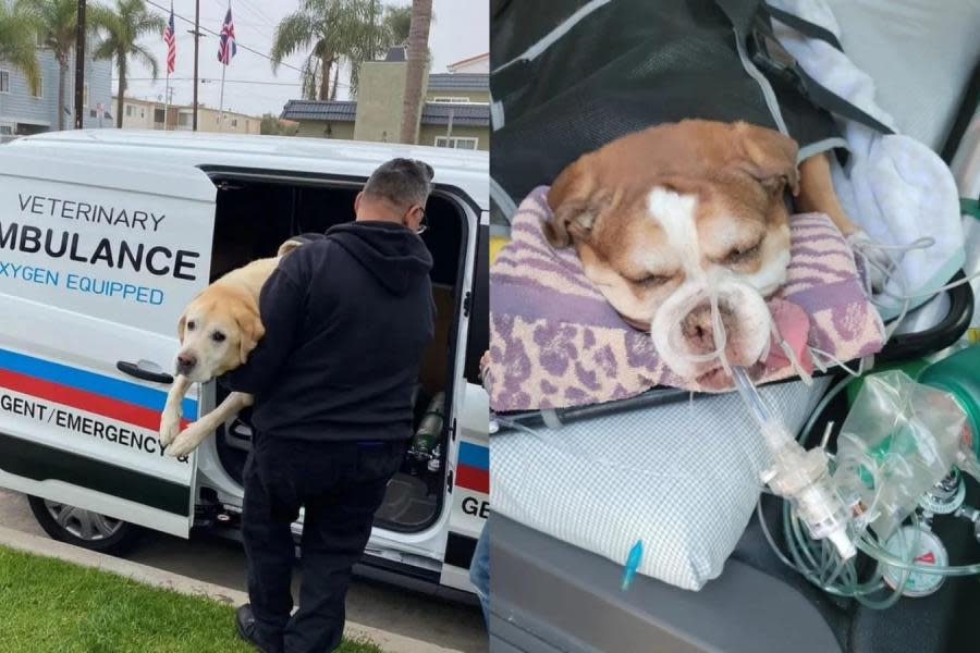 Ambulancia veterinaria atiende emergencias de mascotas en San Diego